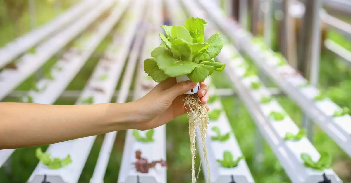 Hydroponics-Farming