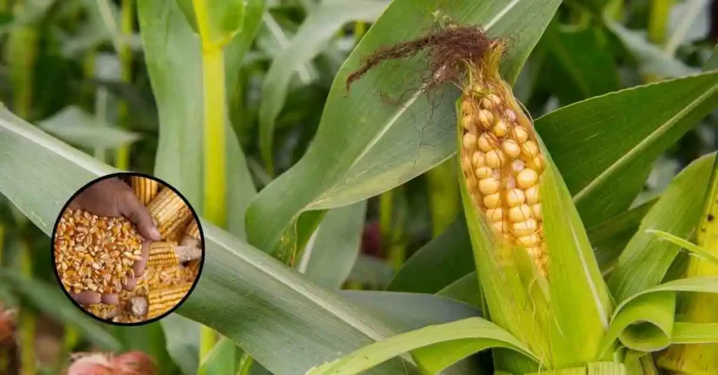 maize-cultivation