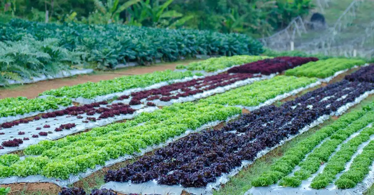 जैविक-खेती-Organic-Farming