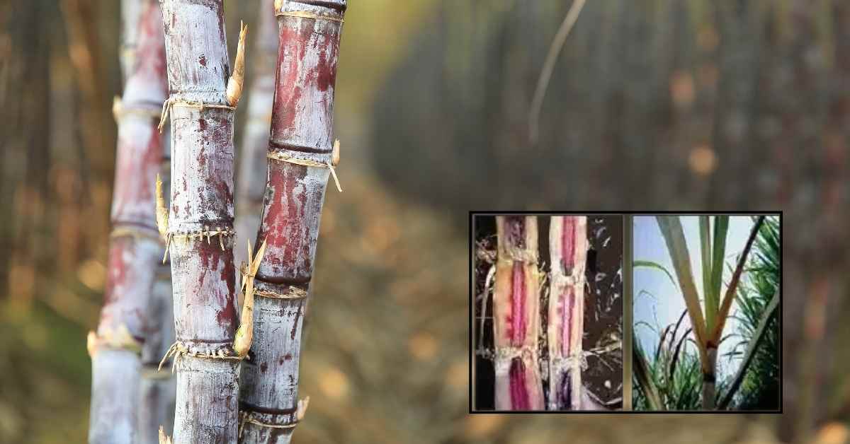 red-rot-disease-of-sugarcane