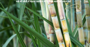 sugarcane farming