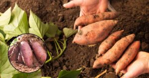 sweet-potato-farming