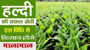 हल्दी की खेती Haldi ki kheti kaise karen Turmeric Farming