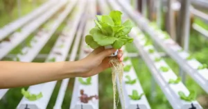 हाइड्रोपोनिक खेती Hydroponic Farming