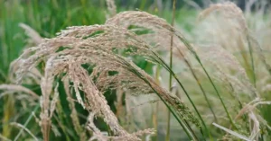 कुटकी की खेती Panicum Sumatrense