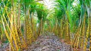 red rot disease of sugarcane