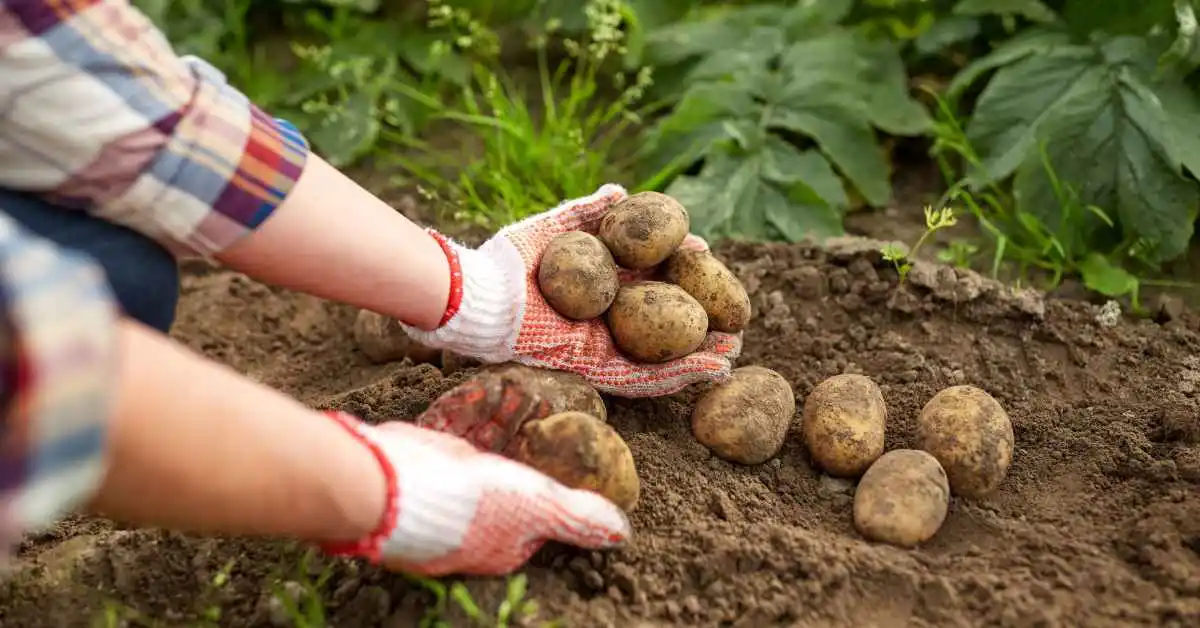 आलू की फसल-potato -crop