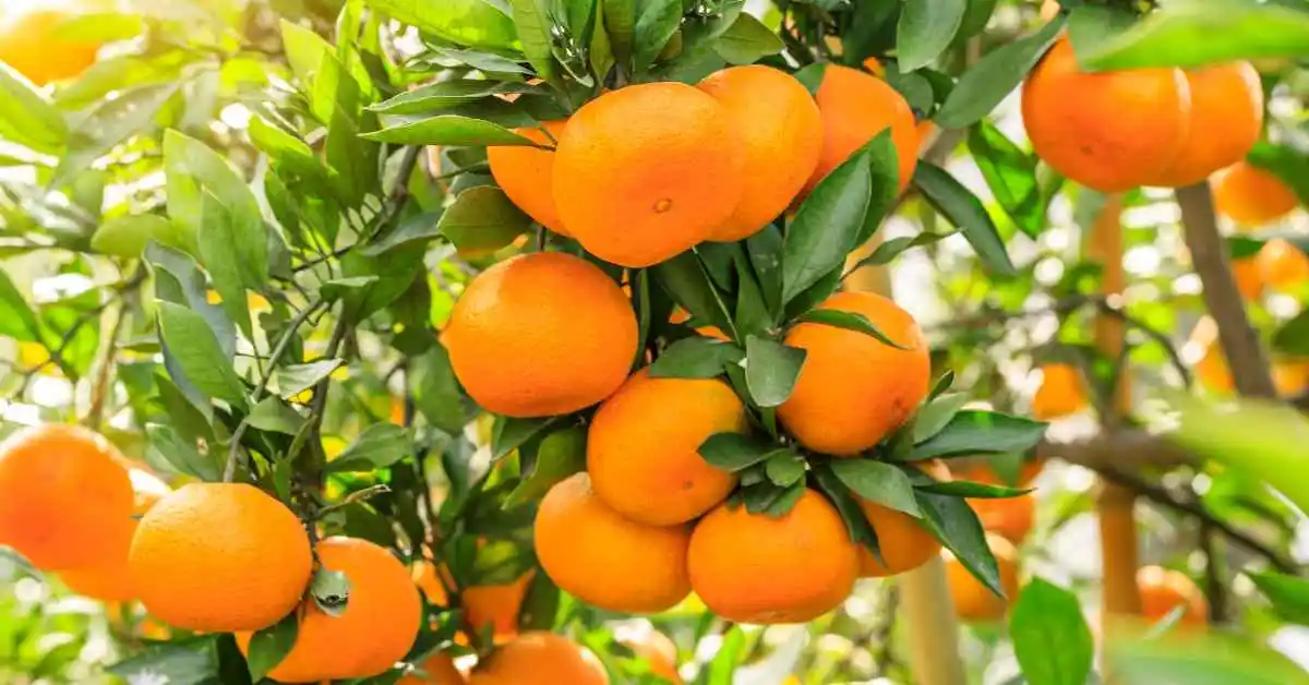 संतरे की खेती orange farming