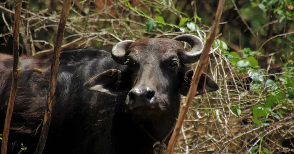 भैंस पालन | buffalo farming