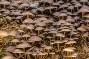 मशरूम की खेती | Mushroom Ki kheti