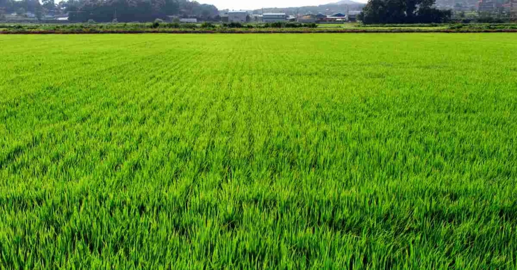 धान की फसल | Paddy Crops