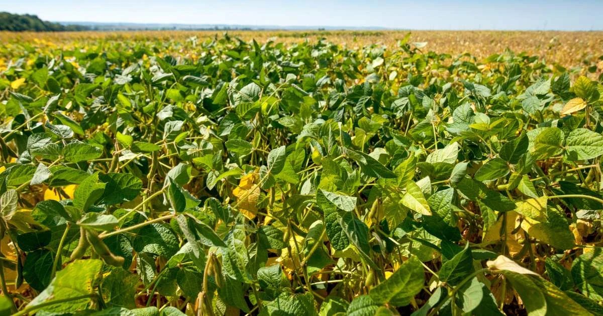 सोयाबीन-की-खेती | soybean-cultivation