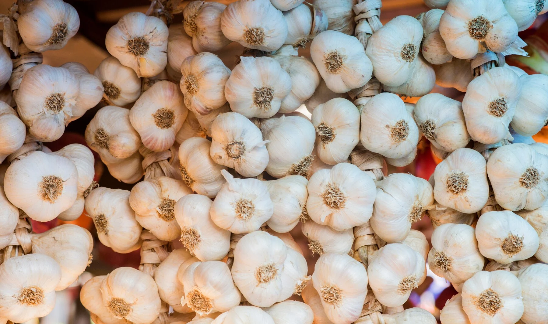 लहसुन-की-खेती | garlic-farming