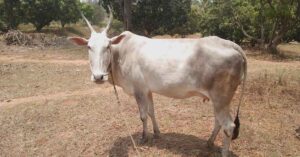 हल्लीकर-गाय | Halikar-cow